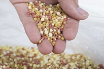 全自動(dòng)顆粒包裝機(jī)的功能